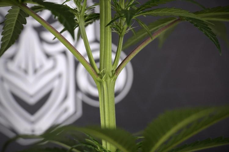 LSD Zamnesia Trippping. Week 7 - LSD  defoliation Day  