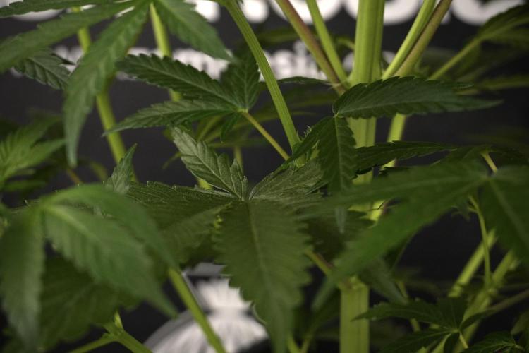 LSD Zamnesia Trippping. Week 7 - LSD  defoliation Day  