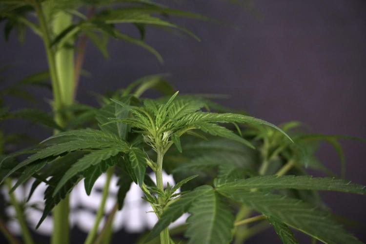 LSD Zamnesia Trippping. Week 7 - LSD  defoliation Day  