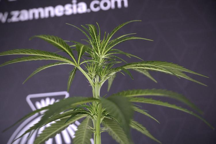 LSD Zamnesia Trippping. Week 7 - LSD  defoliation Day  