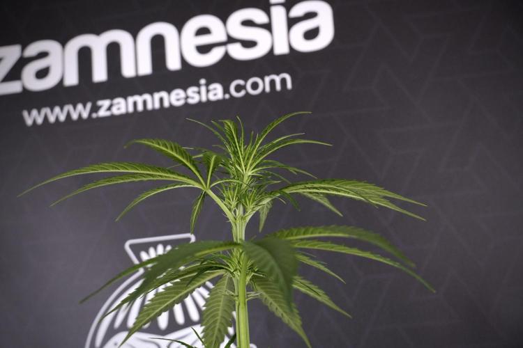 LSD Zamnesia Trippping. Week 7 - LSD  defoliation Day  