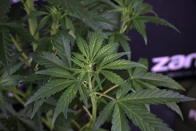 LSD Zamnesia Trippping. Week 7 - LSD  defoliation Day  