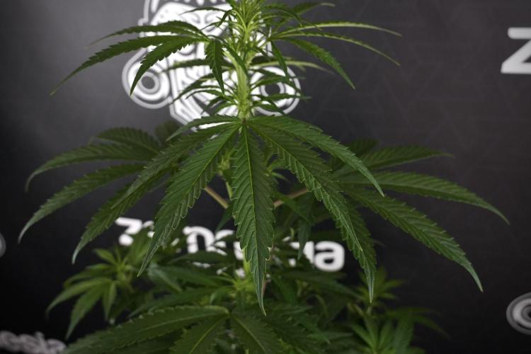 LSD Zamnesia Trippping. Week 7 - LSD  defoliation Day  