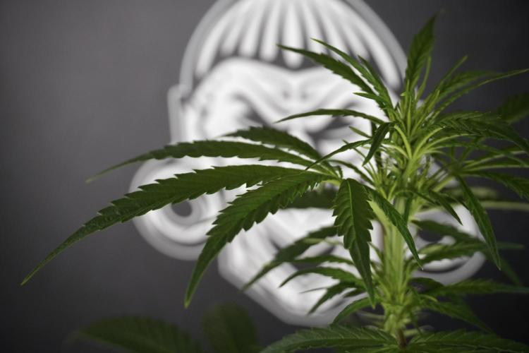 LSD Zamnesia Trippping. Week 7 - LSD  defoliation Day  