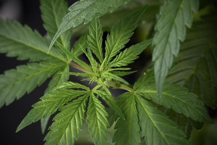 LSD Zamnesia Trippping. Week 7 - LSD  defoliation Day  