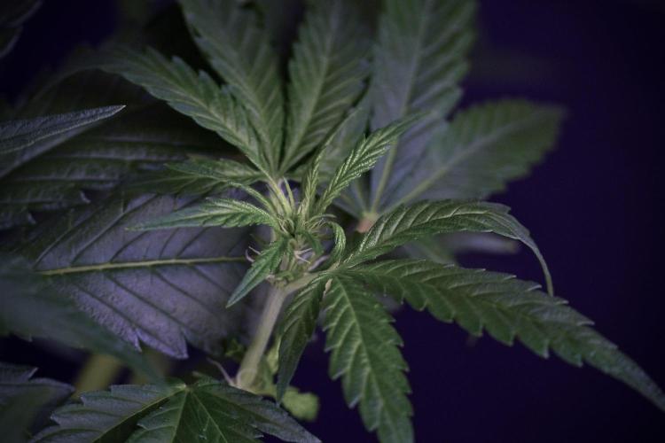 LSD Zamnesia Trippping. Week 7 - LSD  defoliation Day  