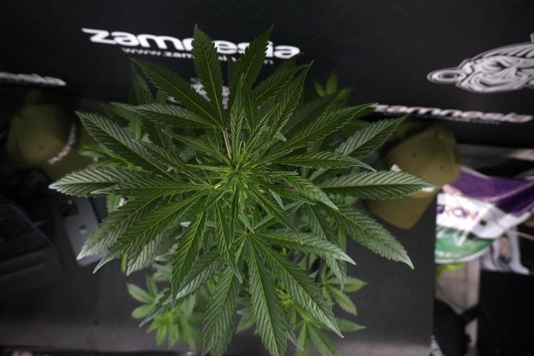 LSD Zamnesia Trippping. Week 7 - LSD  defoliation Day  