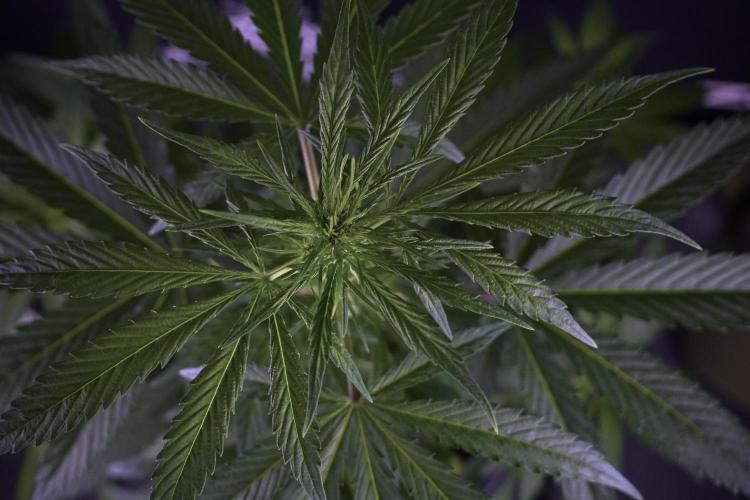 LSD Zamnesia Trippping. Week 7 - LSD  defoliation Day  