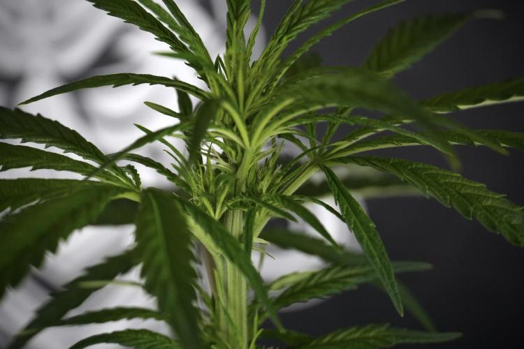 LSD Zamnesia Trippping. Week 7 - LSD  defoliation Day  