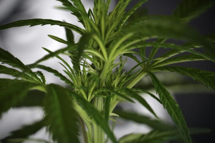 LSD Zamnesia Trippping. Week 7 - LSD  defoliation Day  