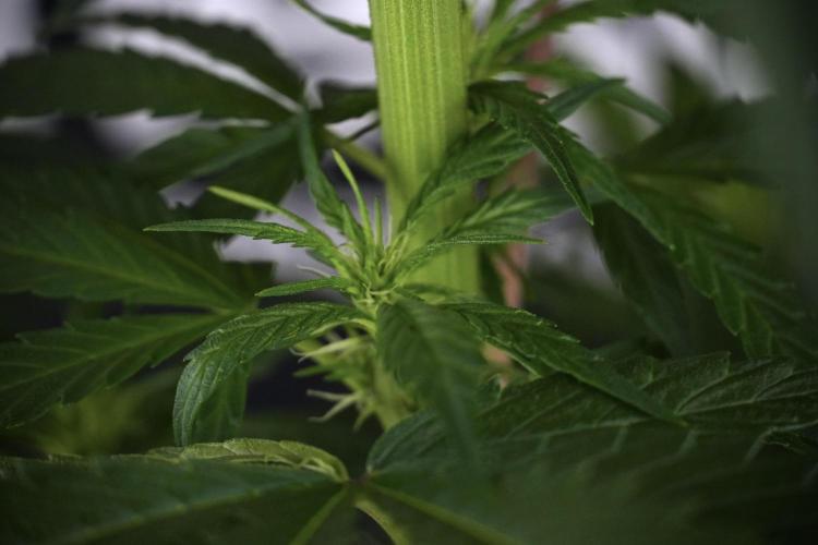 LSD Zamnesia Trippping. Week 7 - LSD  defoliation Day  