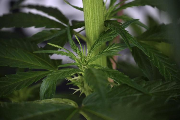 LSD Zamnesia Trippping. Week 7 - LSD  defoliation Day  