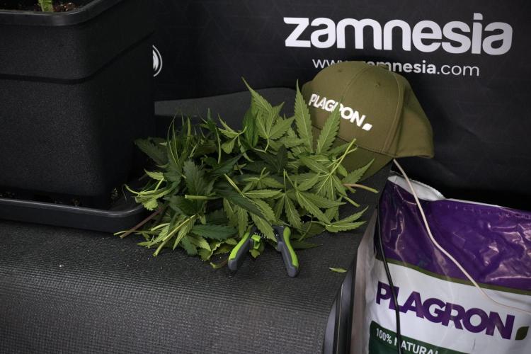 LSD Zamnesia Trippping. Week 7 - LSD  defoliation Day  