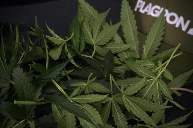 LSD Zamnesia Trippping. Week 7 - LSD  defoliation Day  