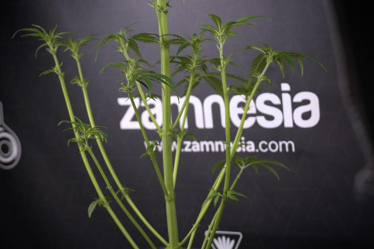 LSD Zamnesia Trippping. Week 7 - Striped LSD