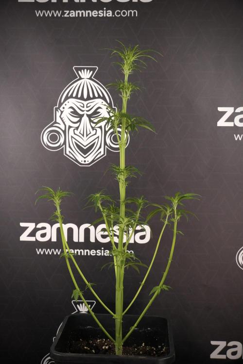 LSD Zamnesia Trippping. Week 7 - Striped LSD