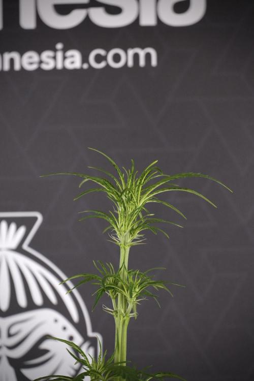 LSD Zamnesia Trippping. Week 7 - Striped LSD