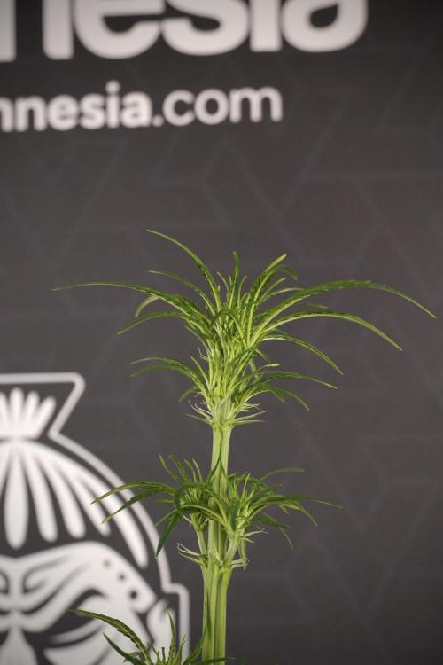 LSD Zamnesia Trippping. Week 7 - Striped LSD