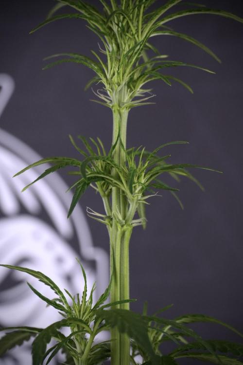 LSD Zamnesia Trippping. Week 7 - Striped LSD