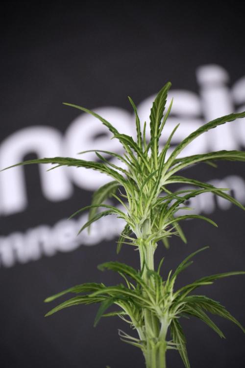 LSD Zamnesia Trippping. Week 7 - Striped LSD