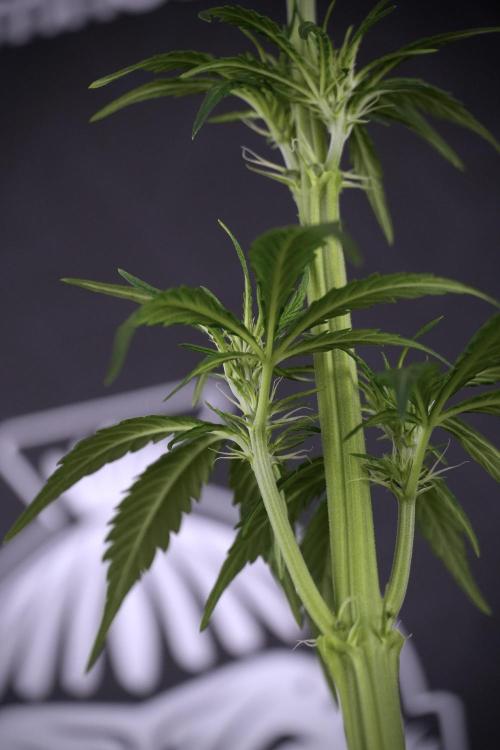 LSD Zamnesia Trippping. Week 7 - Striped LSD