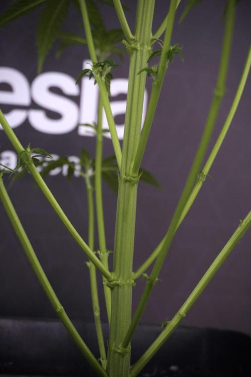 LSD Zamnesia Trippping. Week 7 - Striped LSD