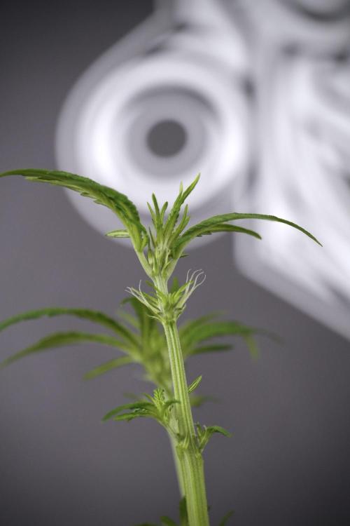 LSD Zamnesia Trippping. Week 7 - Striped LSD