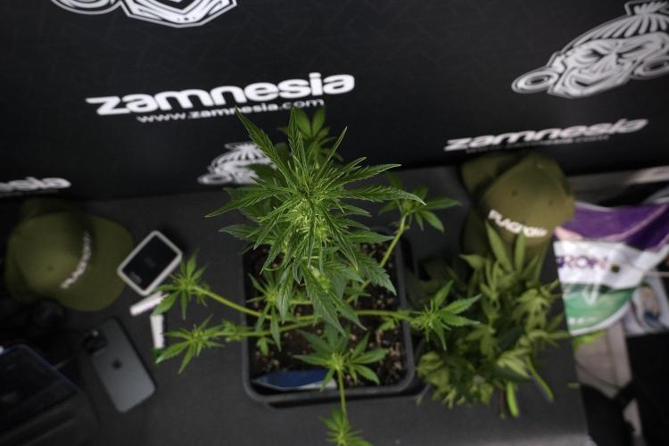 LSD Zamnesia Trippping. Week 7 - Striped LSD