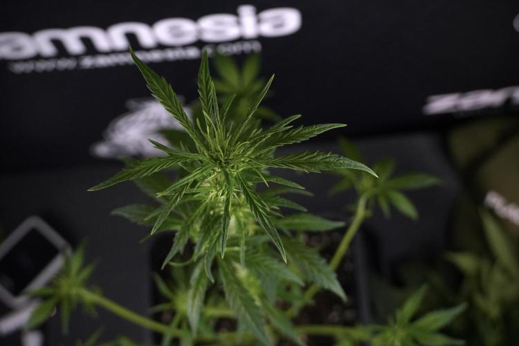 LSD Zamnesia Trippping. Week 7 - Striped LSD