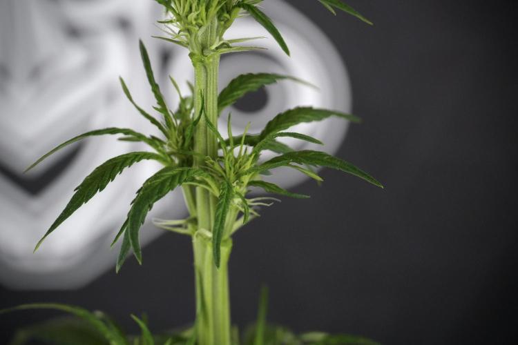 LSD Zamnesia Trippping. Week 7 - Striped LSD