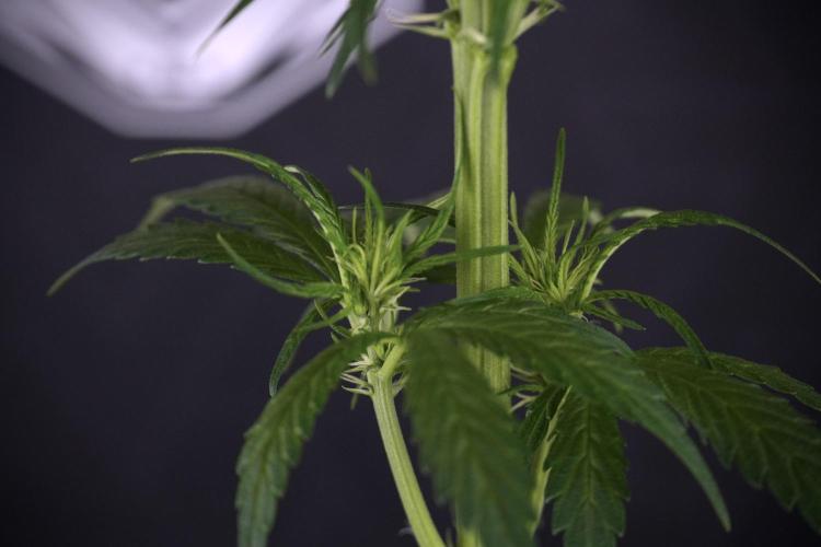 LSD Zamnesia Trippping. Week 7 - Striped LSD