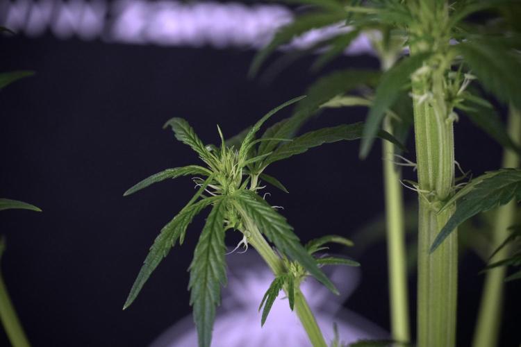 LSD Zamnesia Trippping. Week 7 - Striped LSD