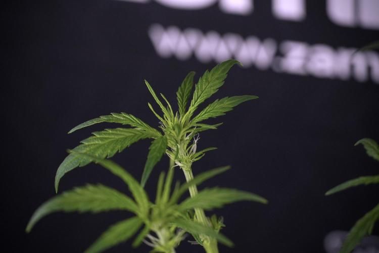 LSD Zamnesia Trippping. Week 7 - Striped LSD