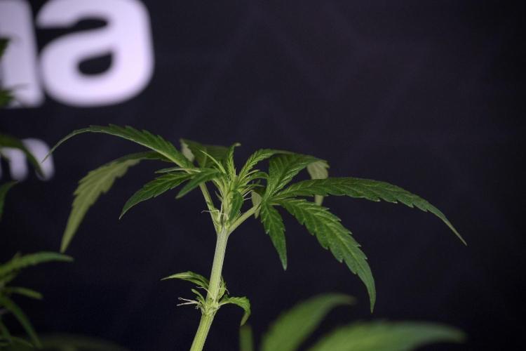 LSD Zamnesia Trippping. Week 7 - Striped LSD