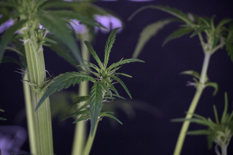 LSD Zamnesia Trippping. Week 7 - Striped LSD