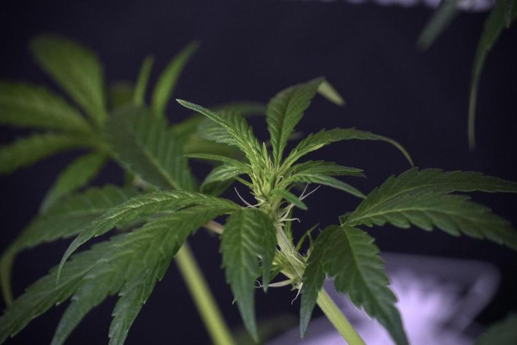 LSD Zamnesia Trippping. Week 7 - Striped LSD