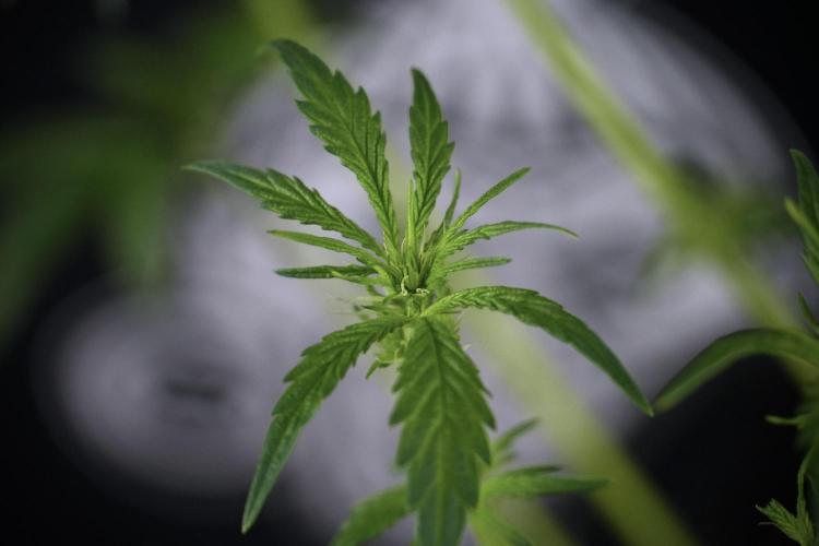 LSD Zamnesia Trippping. Week 7 - Striped LSD