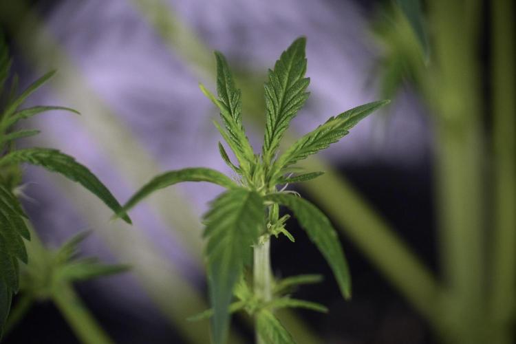 LSD Zamnesia Trippping. Week 7 - Striped LSD