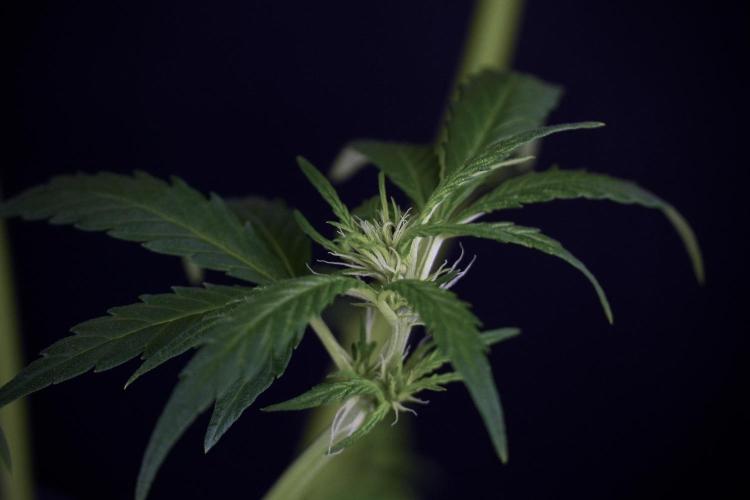 LSD Zamnesia Trippping. Week 7 - Striped LSD