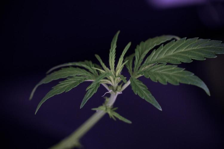 LSD Zamnesia Trippping. Week 7 - Striped LSD