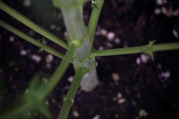 LSD Zamnesia Trippping. Week 7 - Striped LSD