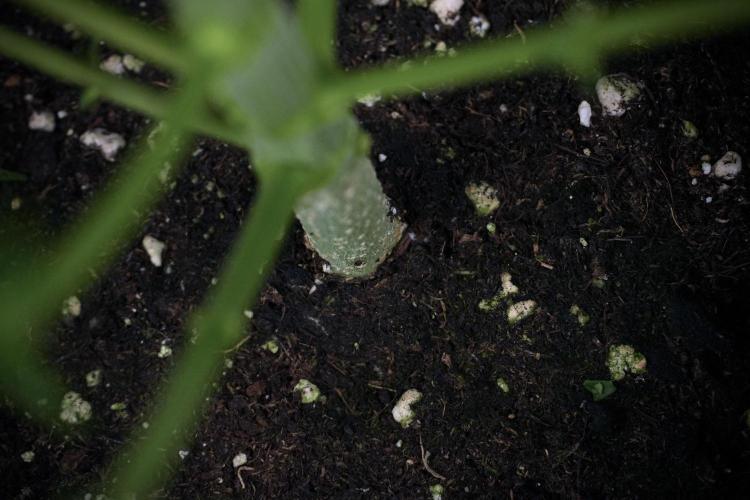 LSD Zamnesia Trippping. Week 7 - Striped LSD