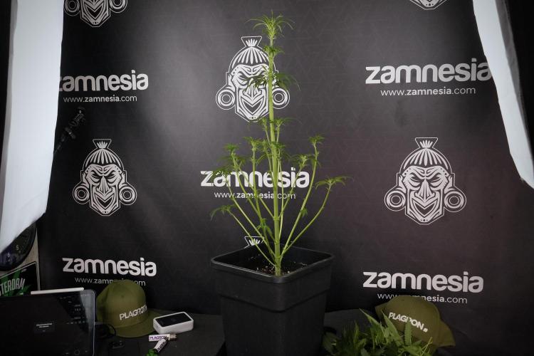 LSD Zamnesia Trippping. Week 7 - Striped LSD