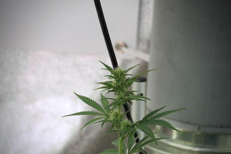 LSD Zamnesia Trippping. Week 7 - Room And Vibes 