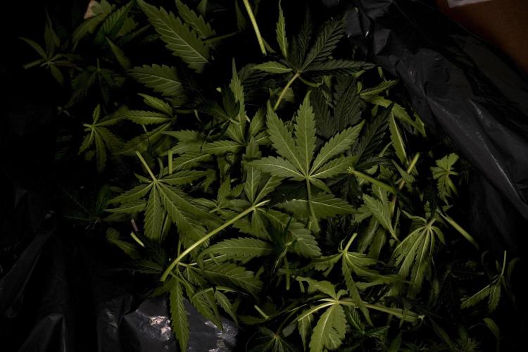 LSD Zamnesia Trippping. Week 7 - Leafs loads of them