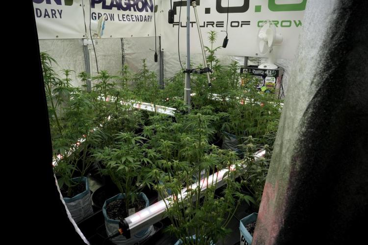 LSD Zamnesia Trippping. Week 7 - Room And Vibes 