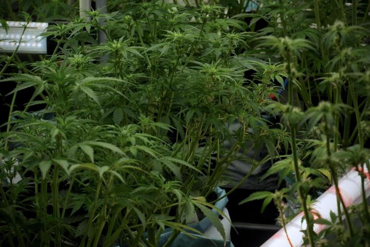 LSD Zamnesia Trippping. Week 7 - Room And Vibes 