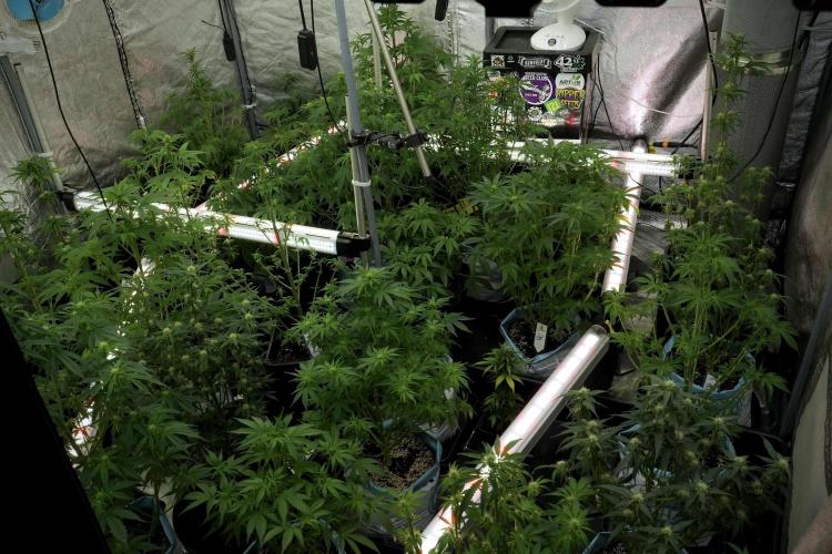 LSD Zamnesia Trippping. Week 7 - Room And Vibes 