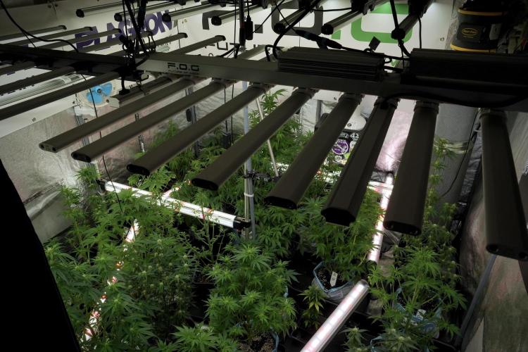 LSD Zamnesia Trippping. Week 7 - Room And Vibes 