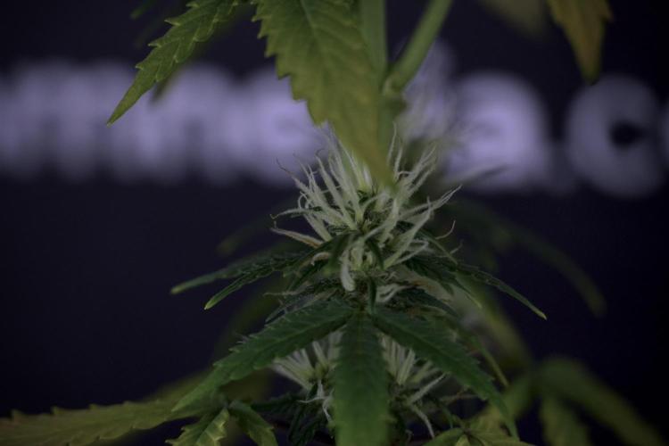 LSD Zamnesia Trippping. Week 7 - Side Project